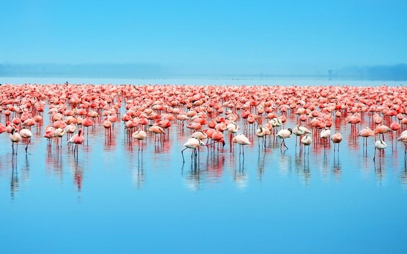 Hồ Nakuru nổi tiếng khắp thế giới bởi đây là nơi cư trú  thường xuyên của loài chim Hồng Hạc
